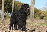 BOUVIER DES FLANDRES 309